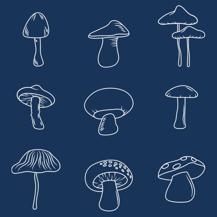 Mushroom Mycology Mushroom Whisperer Fungi Foraging 7-Panel Snapback Hat