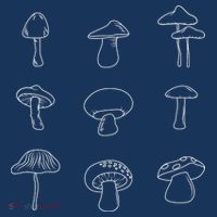 Mushroom Mycology Mushroom Whisperer Fungi Foraging Poster