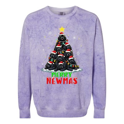 Merry Newmas Newfoundland Christmas Tree Dog Lovers Holiday Colorblast Crewneck Sweatshirt