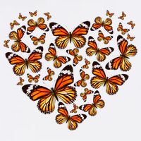 Monarch Butterfly Heart Garment-Dyed Sweatshirt