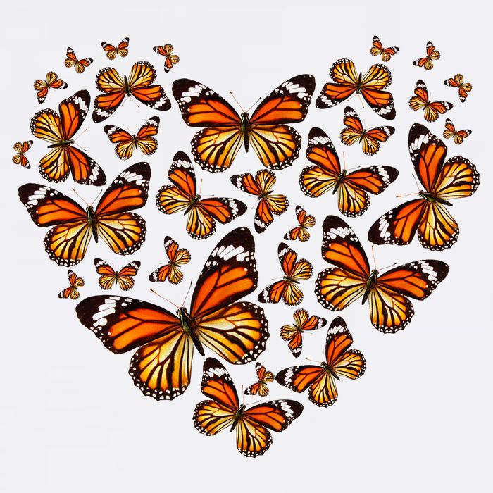 Monarch Butterfly Heart Garment-Dyed Sweatshirt