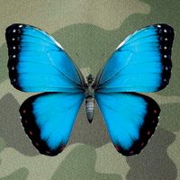 Morpho Butterfly Close Up 3D Legacy Tie Dye Trucker Hat