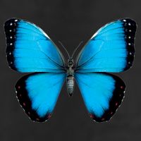 Morpho Butterfly Close Up 3D Cool Comfort Performance Bucket Hat
