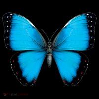 Morpho Butterfly Close Up 3D T-Shirt