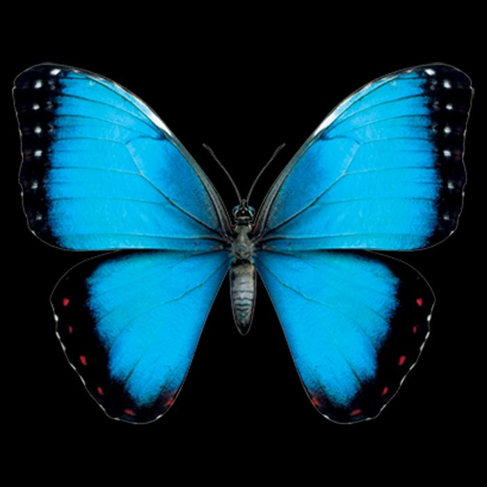 Morpho Butterfly Close Up 3D Drawstring Bag