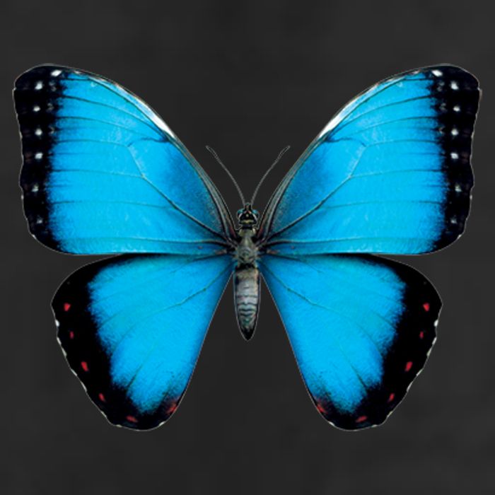 Morpho Butterfly Close Up 3D Premium Pullover Hoodie