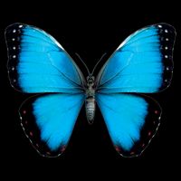 Morpho Butterfly Close Up 3D Valucap Bio-Washed Visor