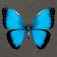 Morpho Butterfly Close Up 3D Cotton Canvas Backpack