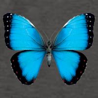 Morpho Butterfly Close Up 3D Vector Backpack