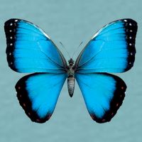 Morpho Butterfly Close Up 3D Sueded Cloud Jersey T-Shirt