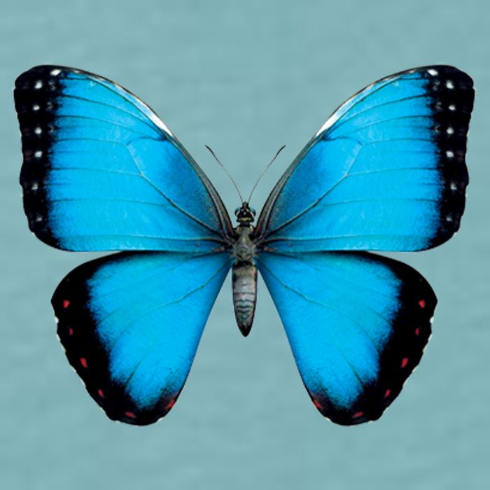 Morpho Butterfly Close Up 3D Sueded Cloud Jersey T-Shirt