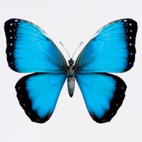 Morpho Butterfly Close Up 3D Garment-Dyed Sweatshirt