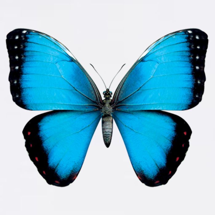 Morpho Butterfly Close Up 3D Garment-Dyed Sweatshirt