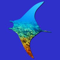 Manta Ray Silhouette Earth Day And Ocean Week Gift 16 in Basic Backpack