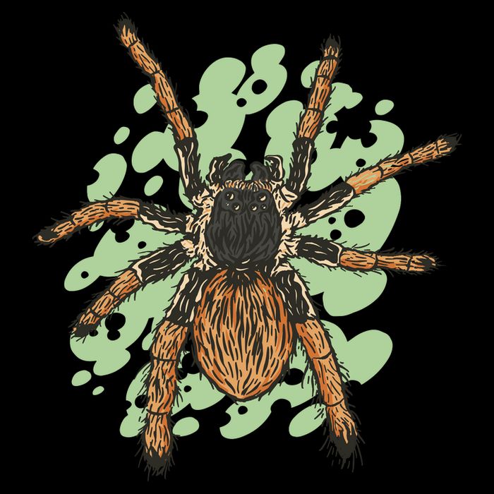 Megaphobema Robustum Tarantula Spider Backpack