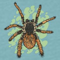 Megaphobema Robustum Tarantula Spider Sueded Cloud Jersey T-Shirt