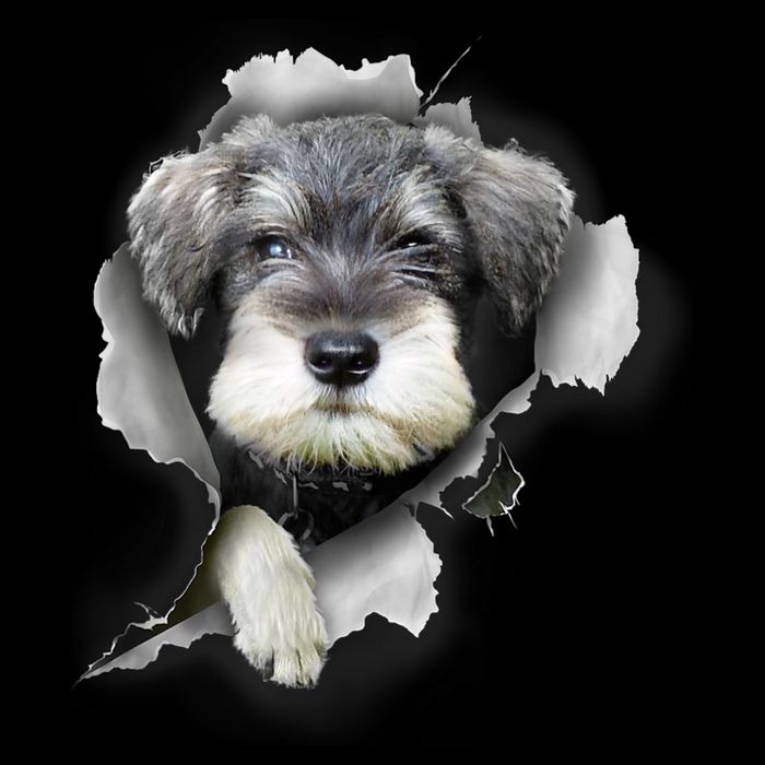 Mini Schnauzer Miniature Schnauzer Funny Schnauzer Button