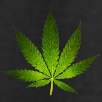 Majestic Weed Cannabis Plant Leaf Silhouette 7 Panel Mesh Trucker Snapback Hat