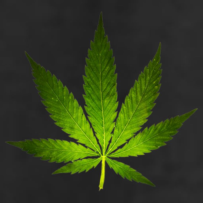Majestic Weed Cannabis Plant Leaf Silhouette 7 Panel Mesh Trucker Snapback Hat