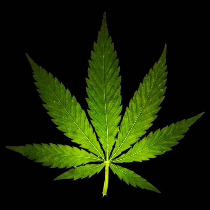 Majestic Weed Cannabis Plant Leaf Silhouette Flat Bill Trucker Hat