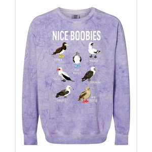 Nice Boobies Pun Adult Joke Funny Bird Lover Birdwatcher Colorblast Crewneck Sweatshirt