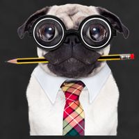 Nerdy Pug Dog With Glasses Adult Drive Performance Visor