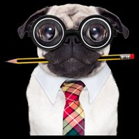 Nerdy Pug Dog With Glasses Visor
