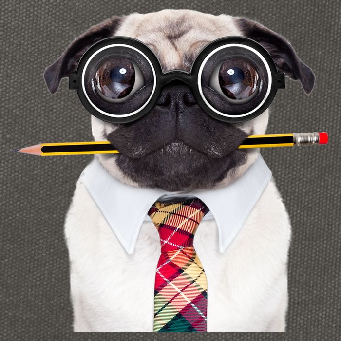 Nerdy Pug Dog With Glasses Cotton Canvas Backpack