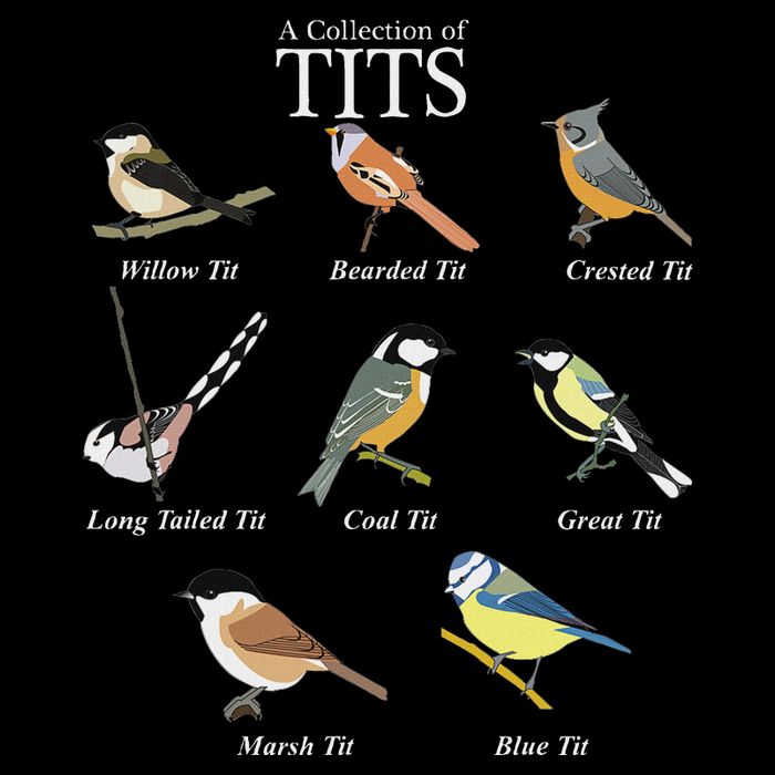 Nerd Funny Tit Birds Birdwatcher Collection Of Titten Bird Flat Bill Trucker Hat