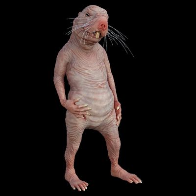 Naked Mole Rat Zookeeper Safari Animal Lover Mole Rat T-Shirt