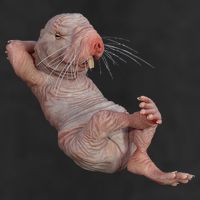 Naked Molerat Zookeeper Safari Animal Lover Mole Rat 7 Panel Mesh Trucker Snapback Hat