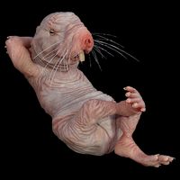 Naked Molerat Zookeeper Safari Animal Lover Mole Rat T-Shirt