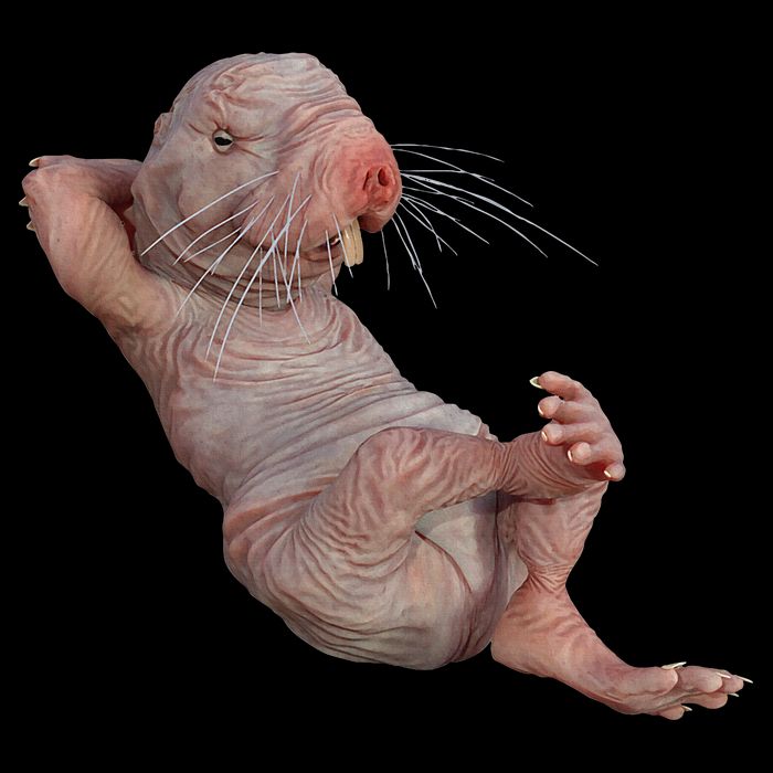 Naked Molerat Zookeeper Safari Animal Lover Mole Rat T-Shirt