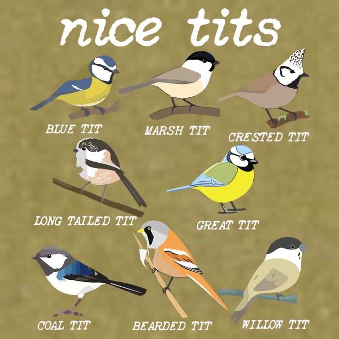 Nice Tits Funny Bird Watching, Funny Tit Birds Birdwatcher Garment-Dyed Women's Muscle Tee