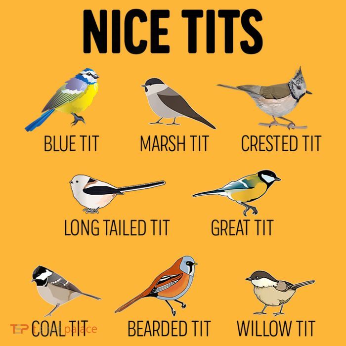 Nice Tits Pun Joke Funny Bird Lover Enthusiast Birdwatcher Pom Pom 12in Knit Beanie