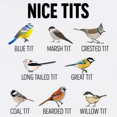 Nice Tits Pun Joke Funny Bird Lover Enthusiast Birdwatcher T-Shirt