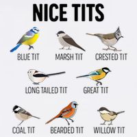 Nice Tits Pun Joke Funny Bird Lover Enthusiast Birdwatcher Sustainable Bucket Hat