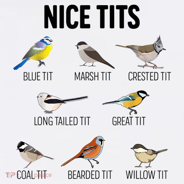Nice Tits Pun Joke Funny Bird Lover Enthusiast Birdwatcher Mug