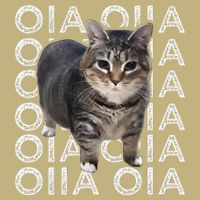 Oia Cat Meme I Wake Up Engage In Tomfoolery Oiia Cat Spinnin Button