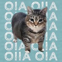 Oia Cat Meme I Wake Up Engage In Tomfoolery Oiia Cat Spinnin Sueded Cloud Jersey T-Shirt