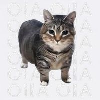 Oia Cat Meme I Wake Up Engage In Tomfoolery Oiia Cat Spinnin Garment-Dyed Sweatshirt