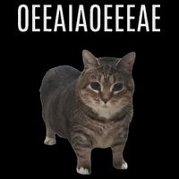 Oiiaoiia Cat Spinning Cat Meme Funny Trendy Cat Lovers Art 16 in Basic Backpack