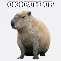 Ok I Pull Up Capybara Gift Funny Capybara Meme Ok I Pull Up Short Acrylic Beanie