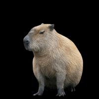 Ok I Pull Up Capybara Funny 16oz Travel Tumbler