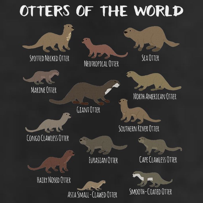 Otters Of The World Sea Otter Giant Otter Educational Gift 11oz C Handle Ceramic Mug