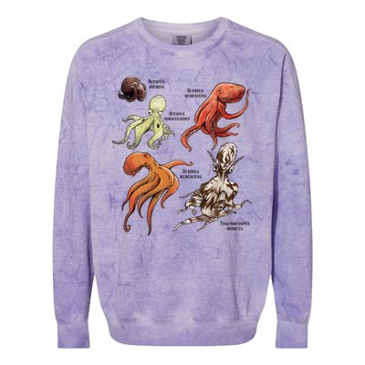 Octopus Sea Animals Species Colorblast Crewneck Sweatshirt