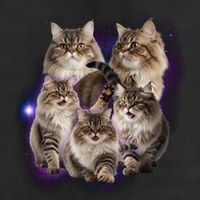 Persian Cats Collage 11oz C Handle Ceramic Mug