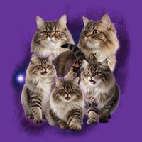 Persian Cats Collage Trucker Hat