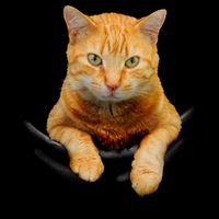 Pocket Cat Youth Performance Sprint T-Shirt