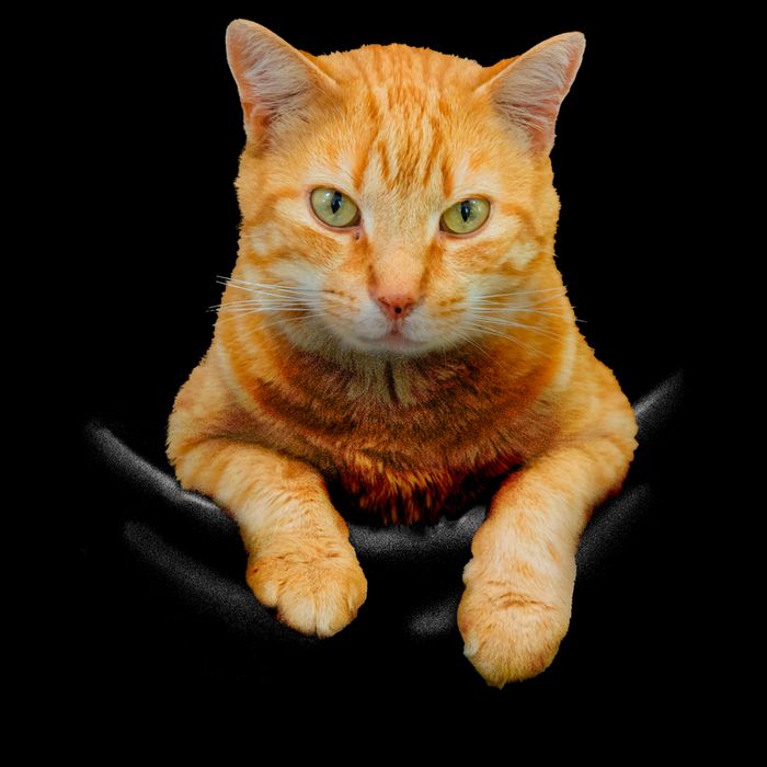 Pocket Cat Youth Performance Sprint T-Shirt